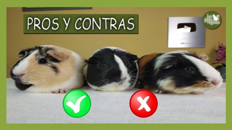 Descubre el sorprendente precio de las cobayas y cuida tu bolsillo