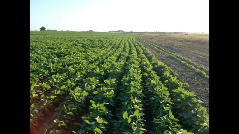 El misterio revelado: Descubre el origen m&iacute;stico de la soja