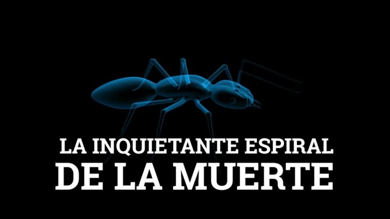 &iexcl;Descubre la misteriosa y letal espiral de la muerte en nuestro &uacute;ltimo reportaje!